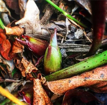 The Winter / Spring Balance