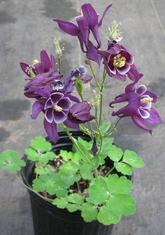 Columbine, or Aquilegia, They look great in bloom, but are less exciting for the rest of the summer. But they come back!