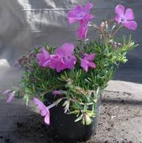 Phlox subulata to the right.