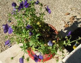 Pansies are pansies in the heat of summer. 
