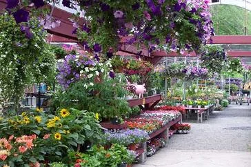 Annual Problems with Annuals