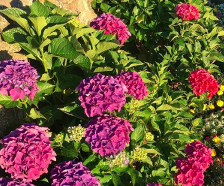 How to Prune Hydrangeas