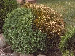 Boxwood Blight: A Scourge Upon the Earth? 