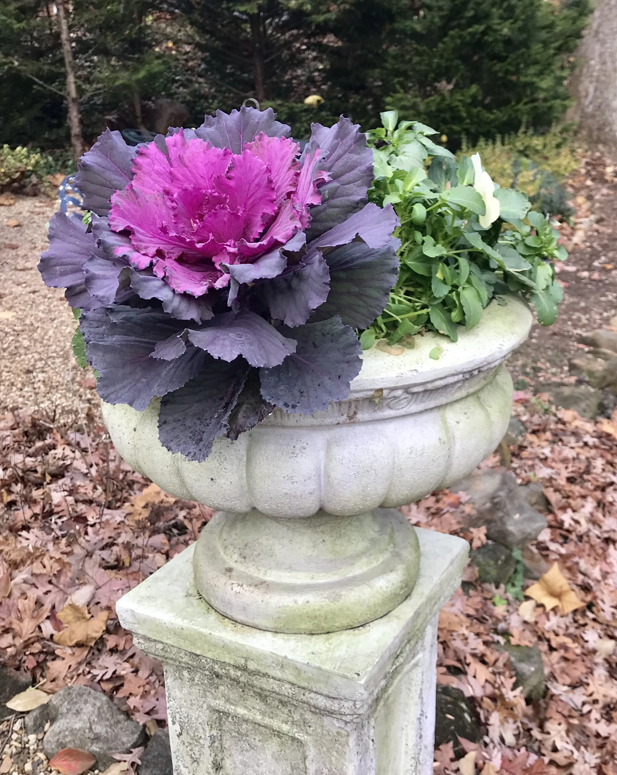 Pansies will last until next April for us here in Virginia. That ornamental kale will probably be a bit mushy after a couple of months, but it’s still a pretty good option