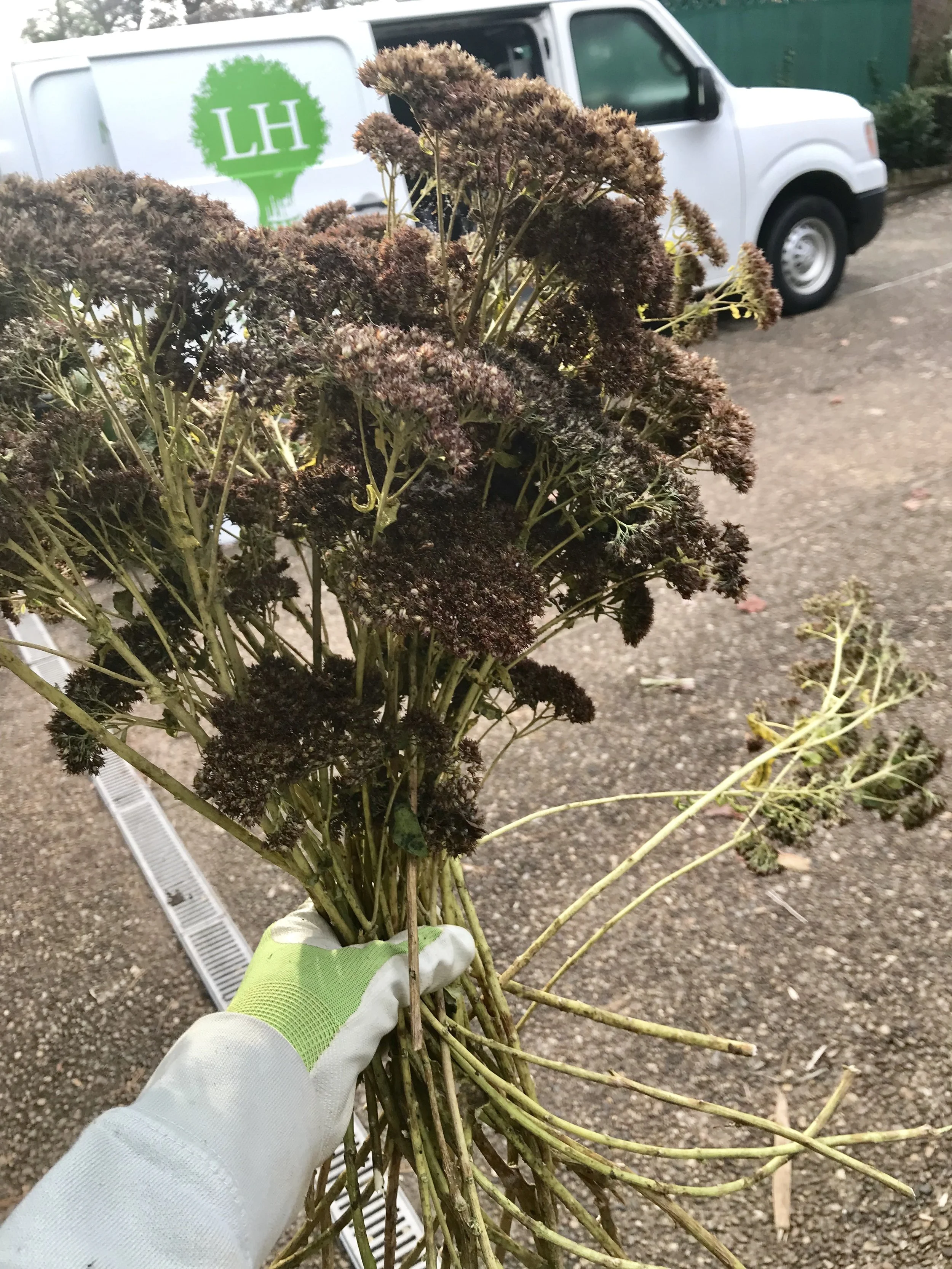 Sedum Autumn Joy— useful and sculptural.