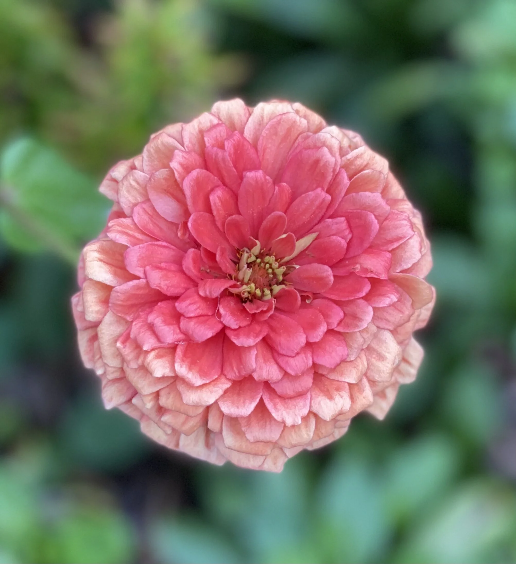 33: Zinnia, Gregory Britt, Jumping Worms