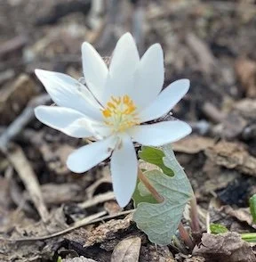 59: Kathy Jentz of The Urban Garden, Bloodroot, Deadheading Bulbs