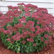 sedum.jpeg