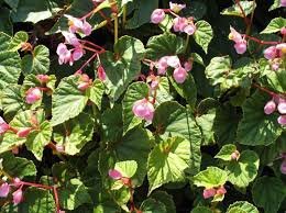 begonia.jpeg