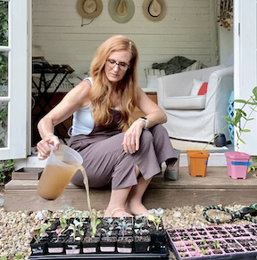87: Amanda there Ever Hopeful Gardener and Compost Tea (etc); the Galanthus