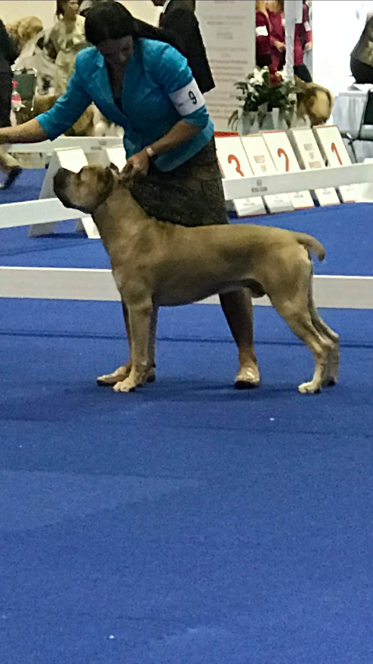 Silverback Bullmastiffs and RadiantRidge Rhodesian Ridgebacks