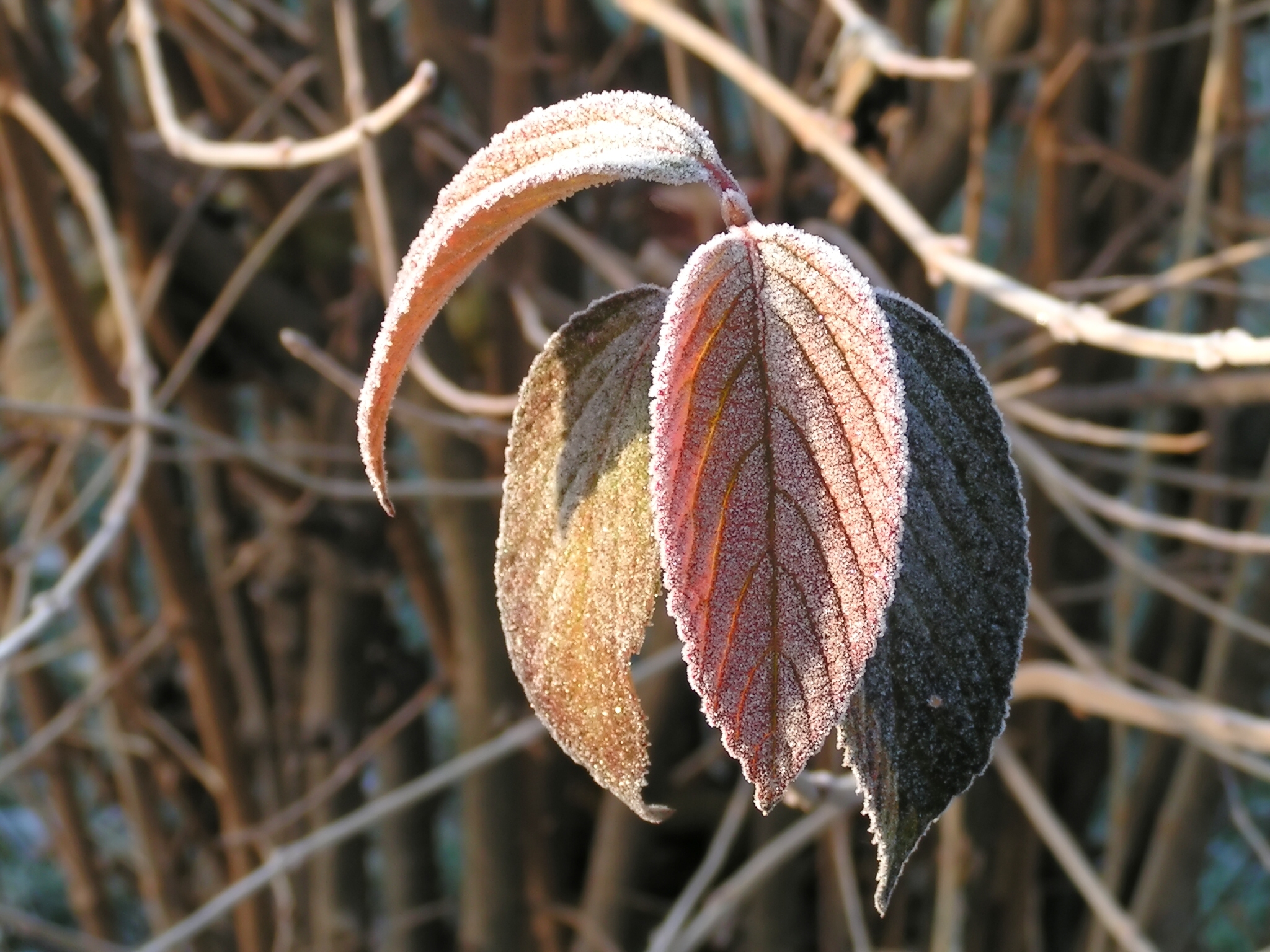 last-leaves-frosted-1185280.jpg