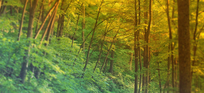 button-blocks-trees.jpg
