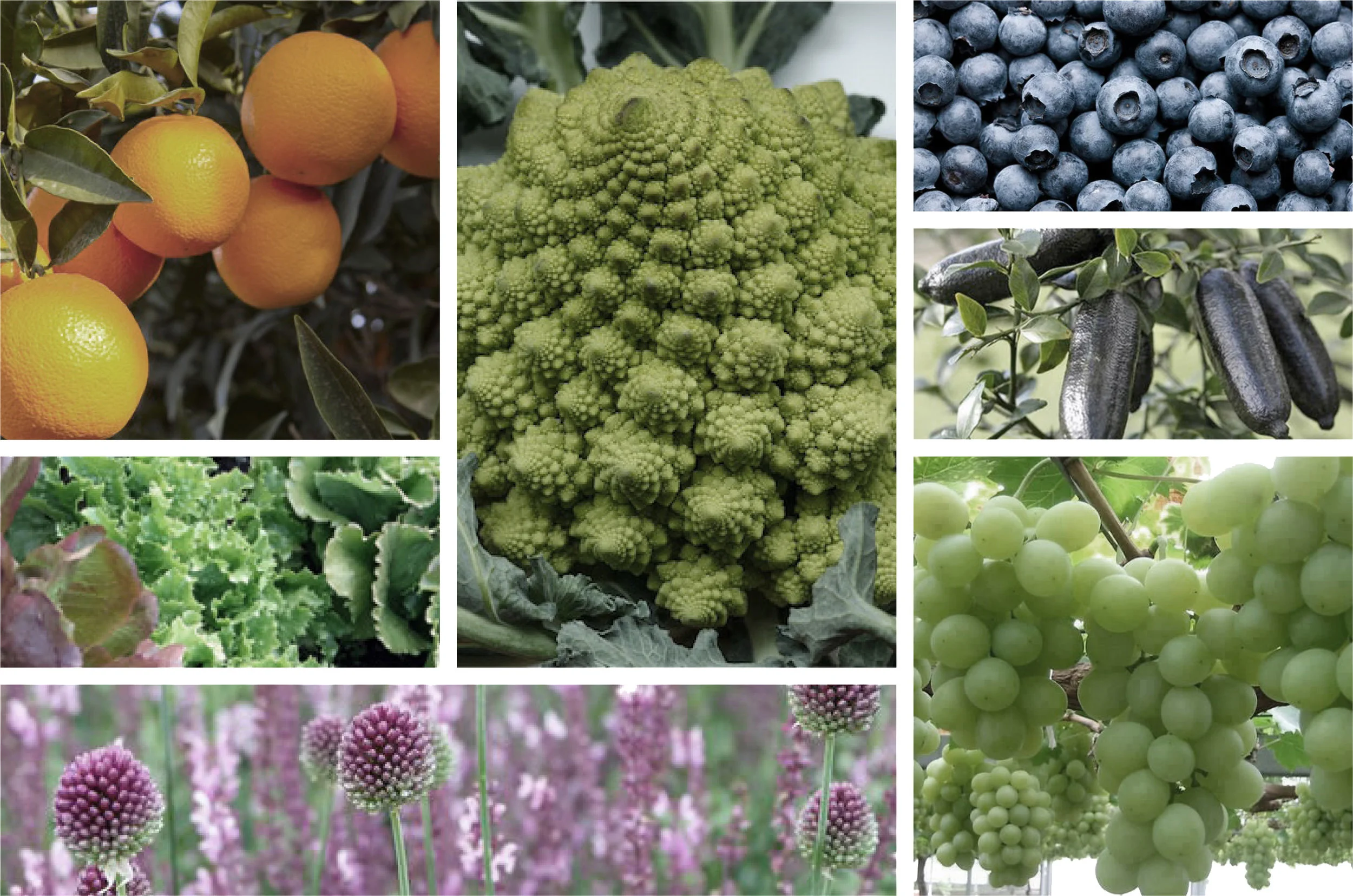 Materials_Planting Collage3.jpg