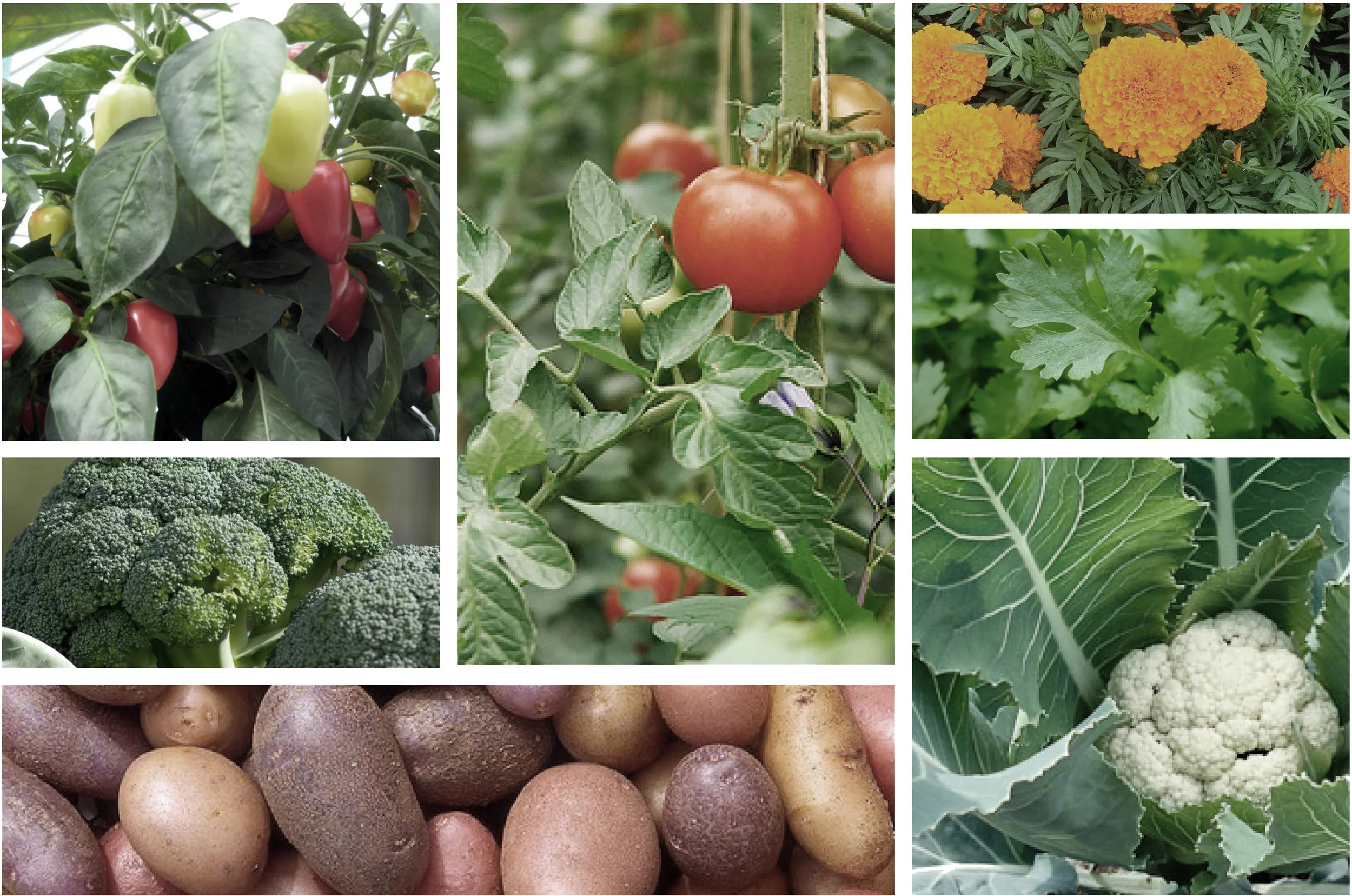 Materials_Planting Collage4.jpg
