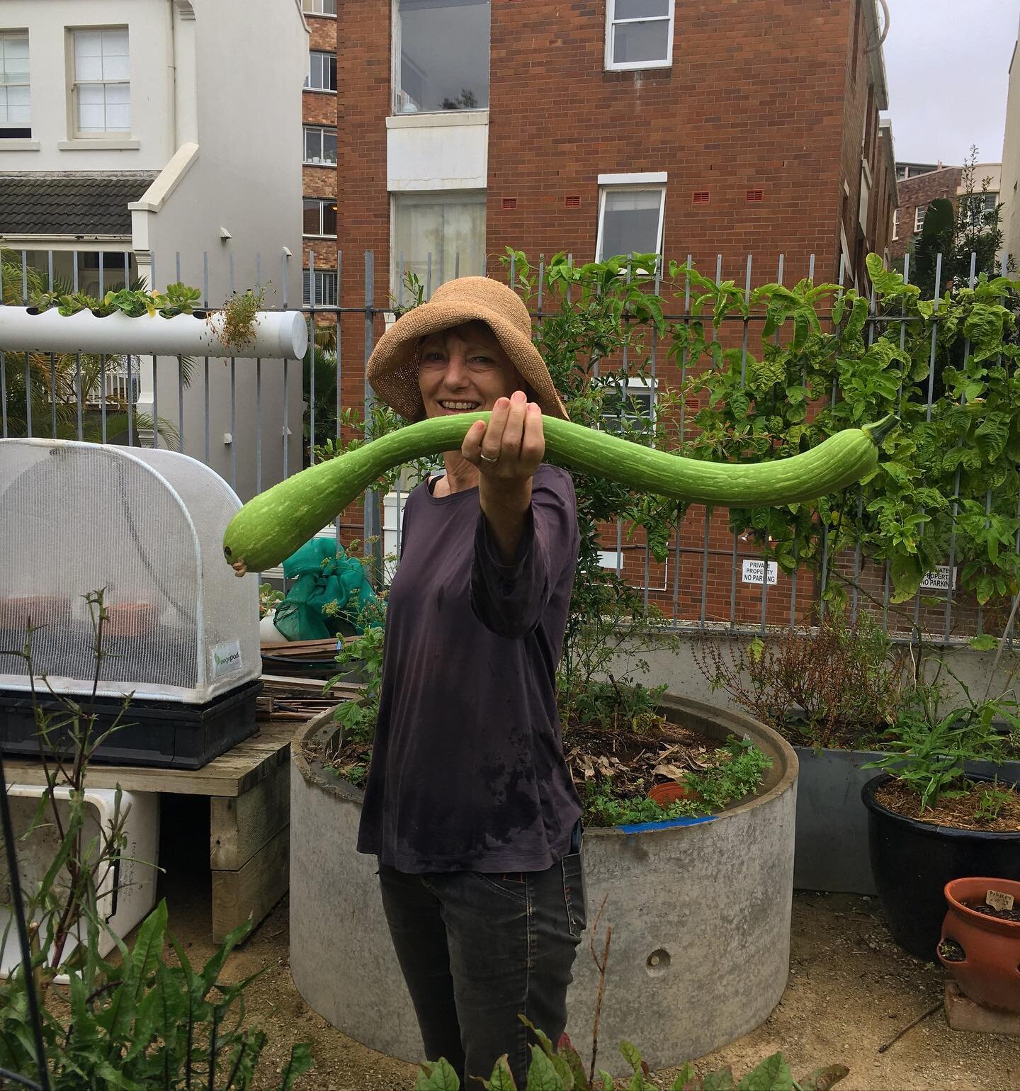 Helen finds herself a Tromboncino 

#tromboncinosquash #zucchini
