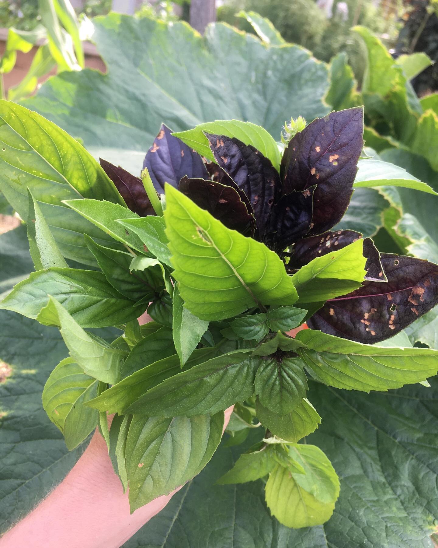 Kitchen Garden feature - 
The Kitchen Gardeners have been nurturing an amazing array of basil species in amongst their various tomato plants that are growing vertically in one of their beds. 
hmmm indeed! Blue Spice, Cinnamon, Lime, Mrs Burns Lemon a