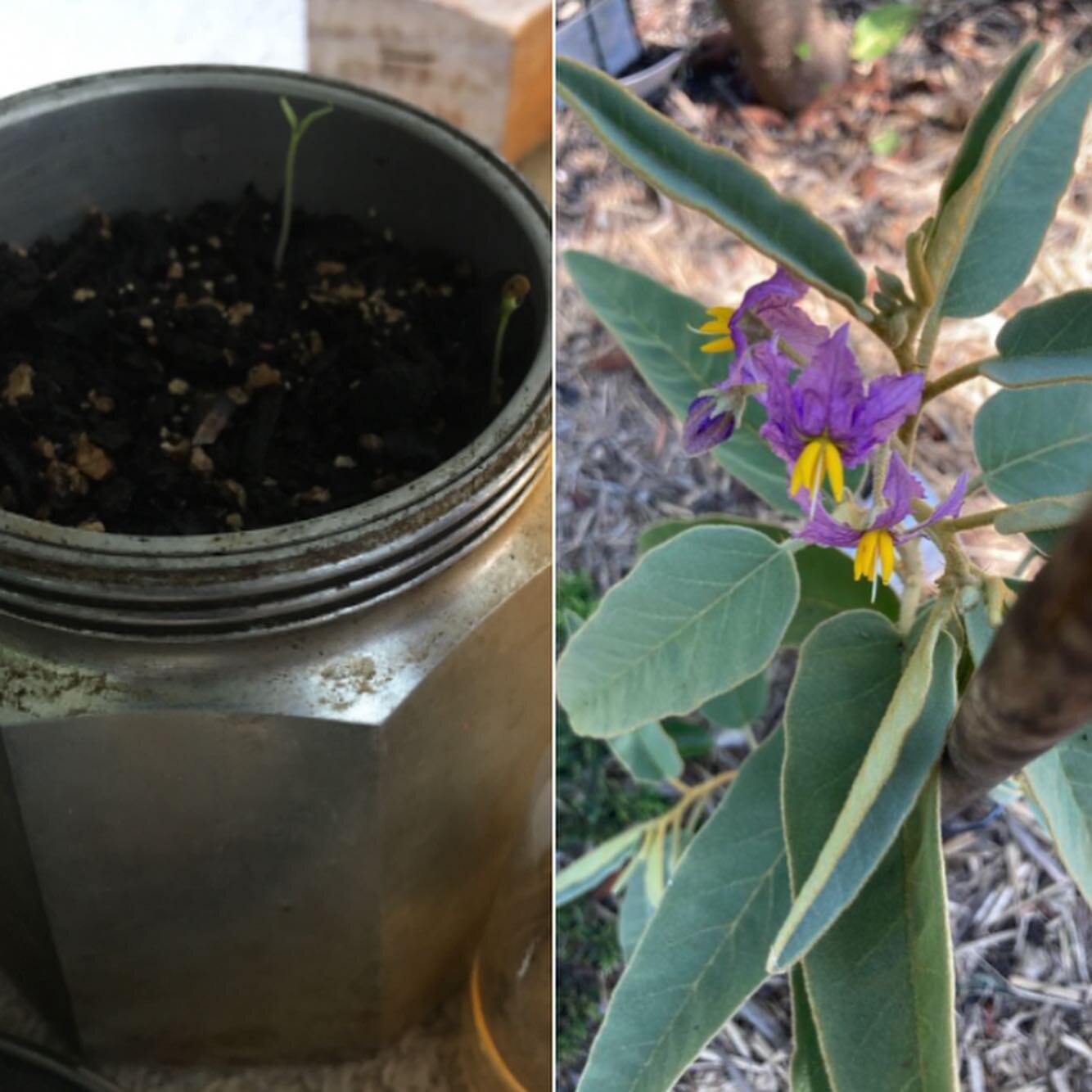How it started to now, how it is. The Bush Tomato plant (Solanum Centrale) or the Australian Desert raisin is native to the arid parts of Australia. It has a history of being used as a food source by First Nations people who dry the fruit of the bush