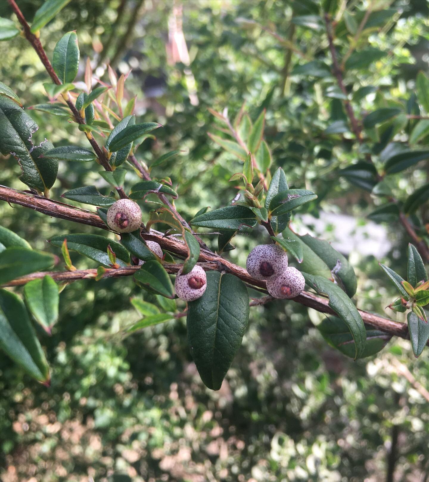 Midyim berries appearing in the Bush food garden.
They come out in late- Summer .

#midyim #midyimberry #bushfoodsofaustralia #kingscrosscommunitygarden #austromyrtusdulcis
#pottspoint