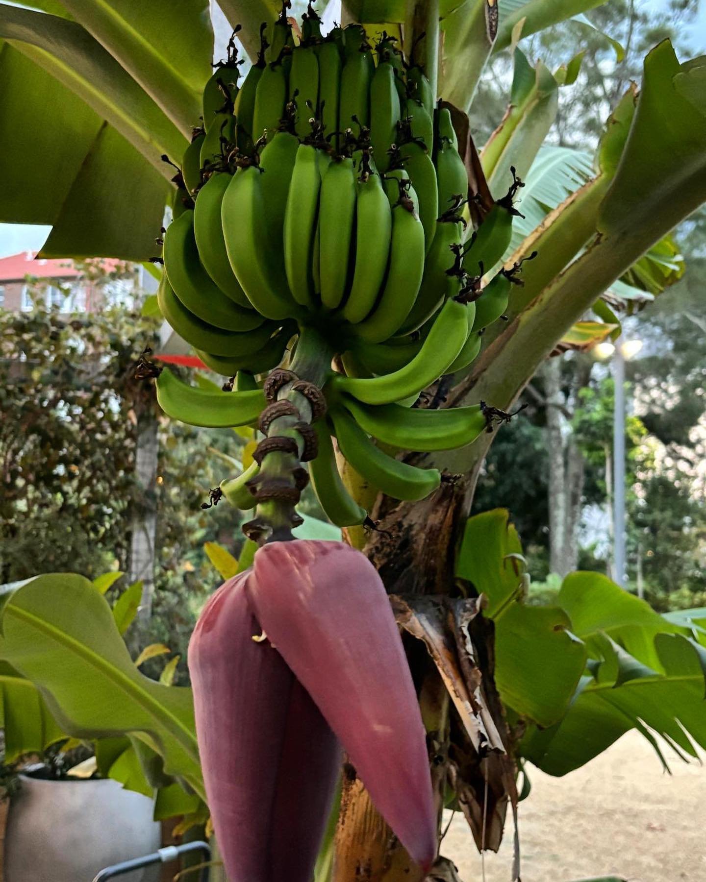 Banana hands in the Kitchen Garden.
Look at that beautiful flower spike.  It emerges at the top of the trunk &amp; produces yellow flowers inside it, and as it grows &amp; bends down the trunk, the flowers grow into fingers or banana. The flower itse