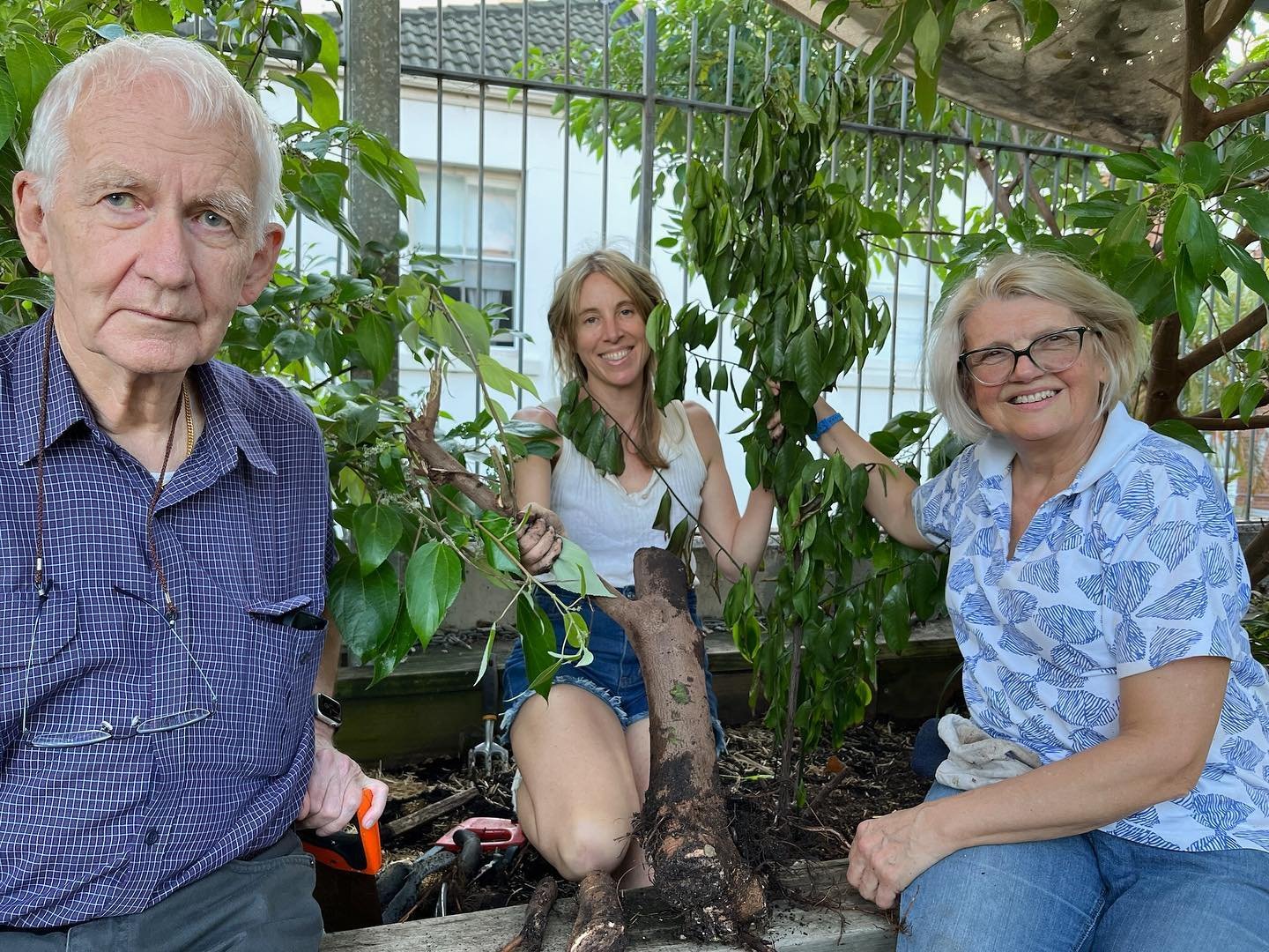 Sunday afternoon working bee sessions in the garden.

Paul, Fionnuala &amp; Karen work on removing one of the Native Mulberry trees. A tough rainforest tree with wide roots that grow rapidly to seek out water. We had 3 of them in one bed in the Bush 