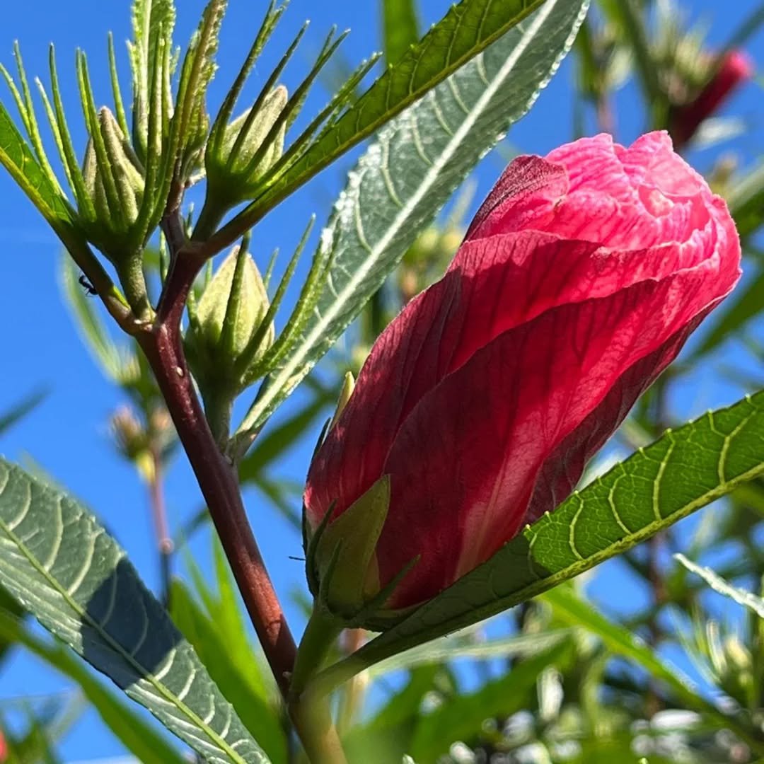 Our Rosella bush is having a great day in the garden. Lots of buds too!
Indigenous Australians have used rosella for generations for nourishment and medicine, and it's a popular bush tucker ingredient.
Find it in the Bush Food Garden, down the ba