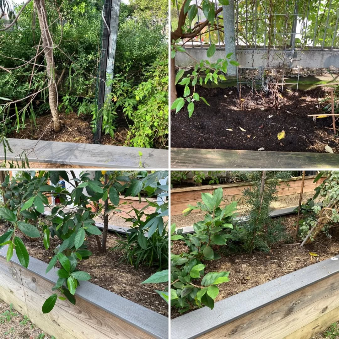 There was some serious progress in the Bushfood garden this past weekend.
The top soil has now been replenished in the ‘rainforest’ area, as well as the Myrtle and Raspberry bed, and the Rosella, Fig,
Saltbush and Currant bed.
Great w