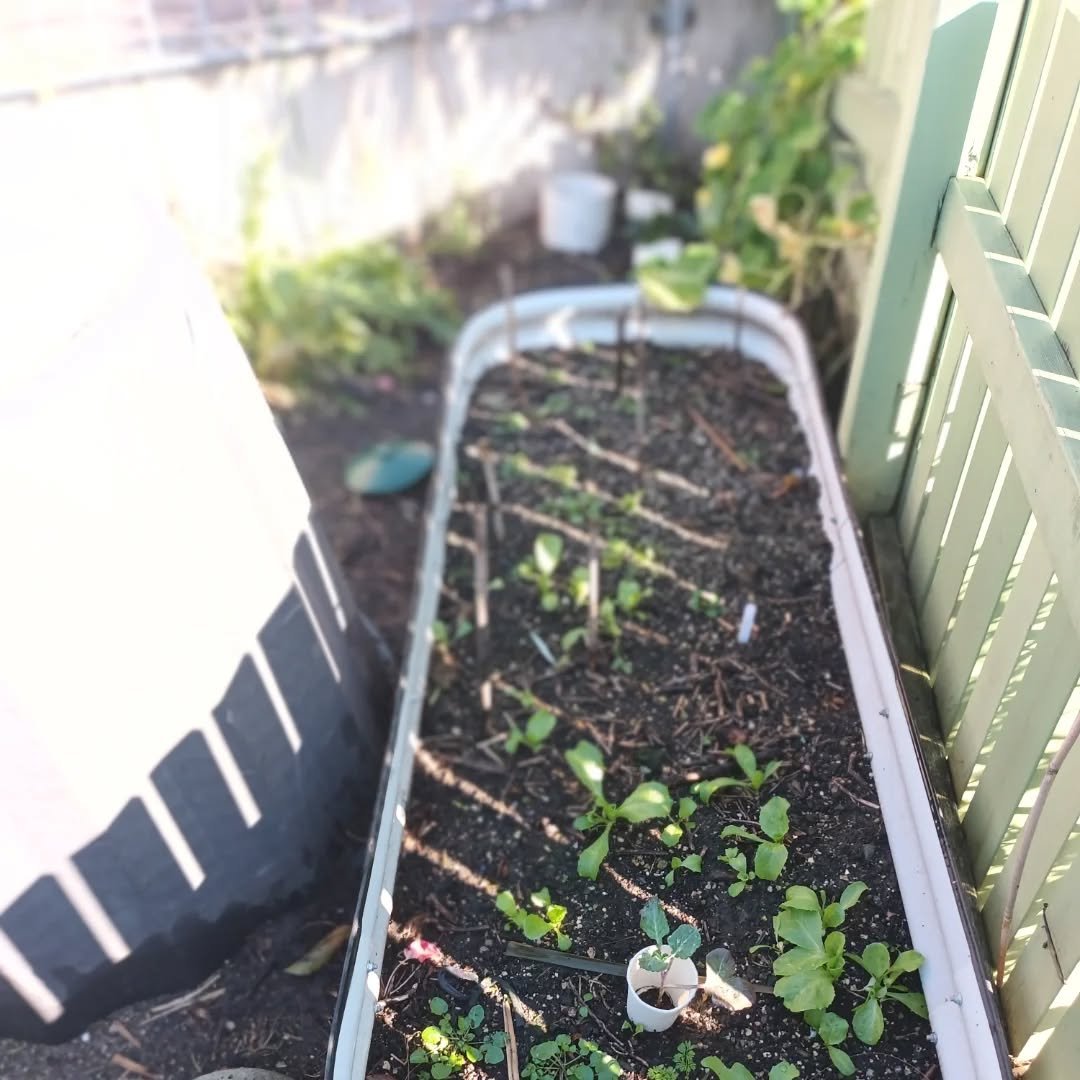 Winter mornings in the garden. Lots of new seedlings.