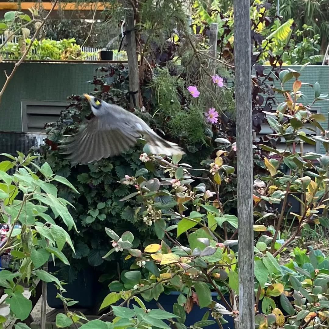 A very lucky shot by one of our members of a native ‘noisy miner'.
He was happily getting stuck into the blueberry flowers!
Photo credit | @cathyagray