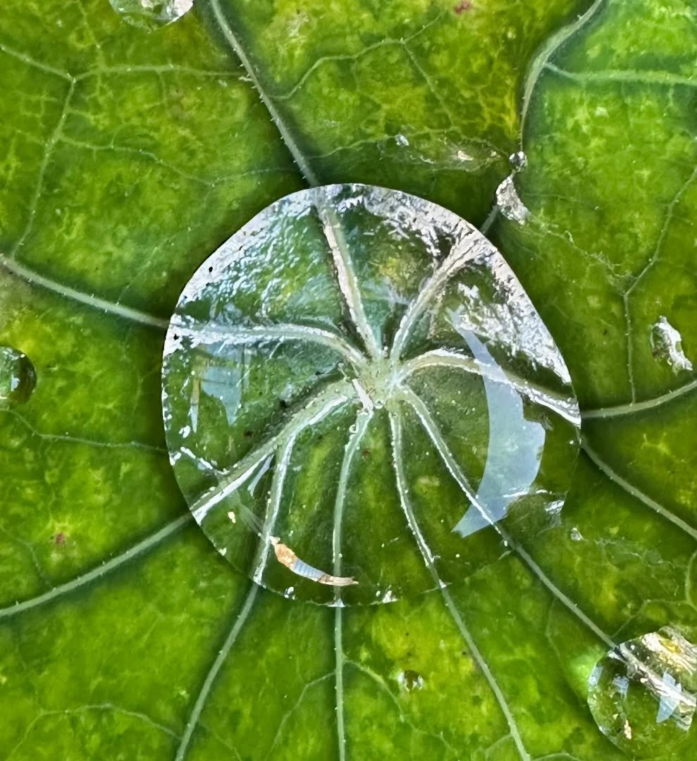 Art by Nature
Photo credit | @nicciekidd