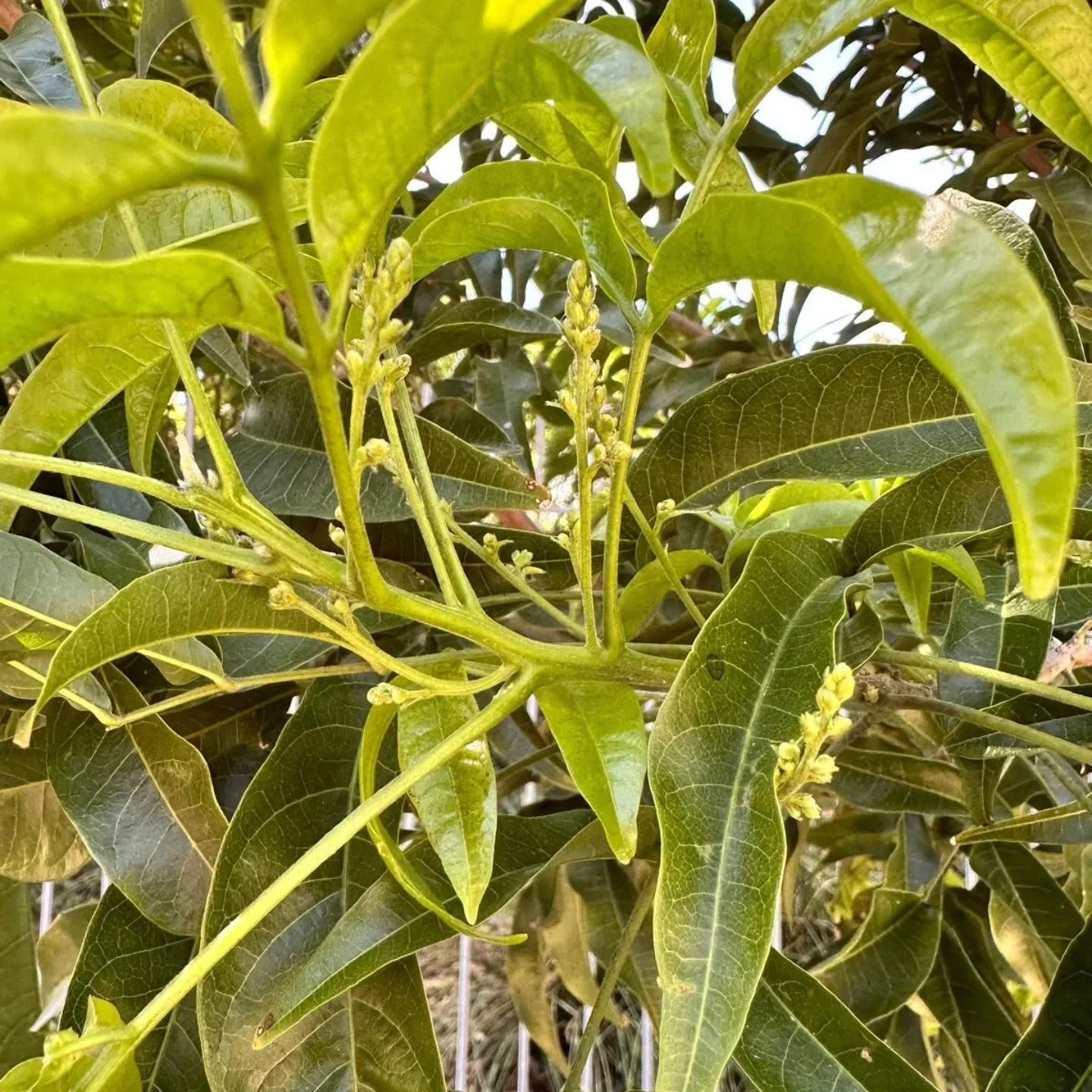 Spring is arriving on a daily basis in the garden!
Our Taramind tree 🌳 has just started to flower. Check it out next time you visit.