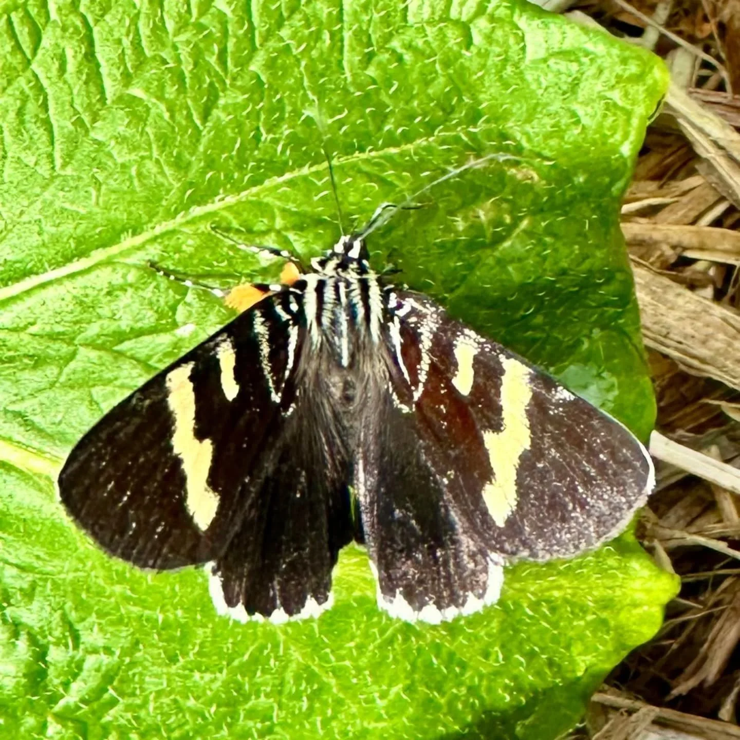 We spotted a new Monach butterfly in the garden this morning.