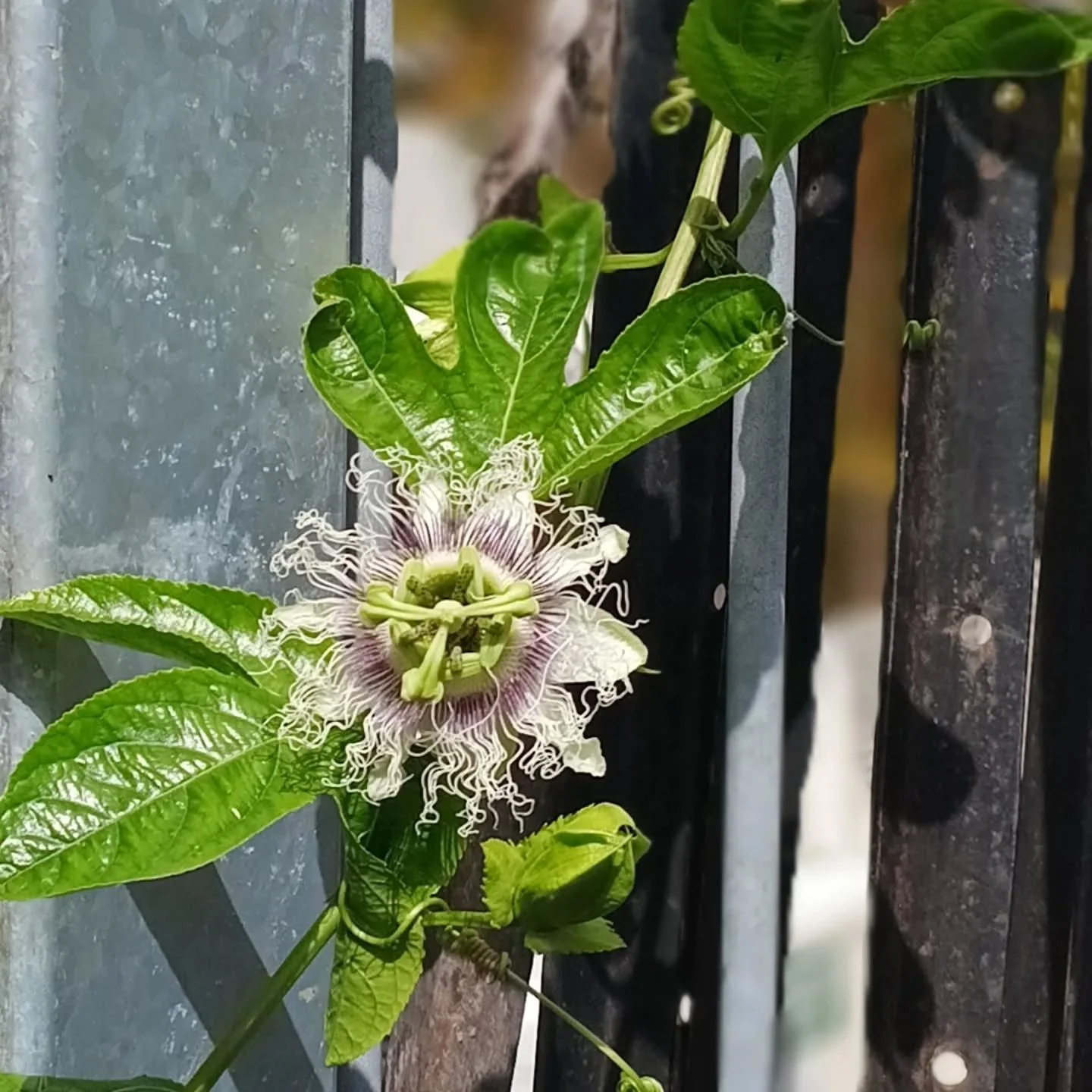Passionfruit flower in the Potager garden.
