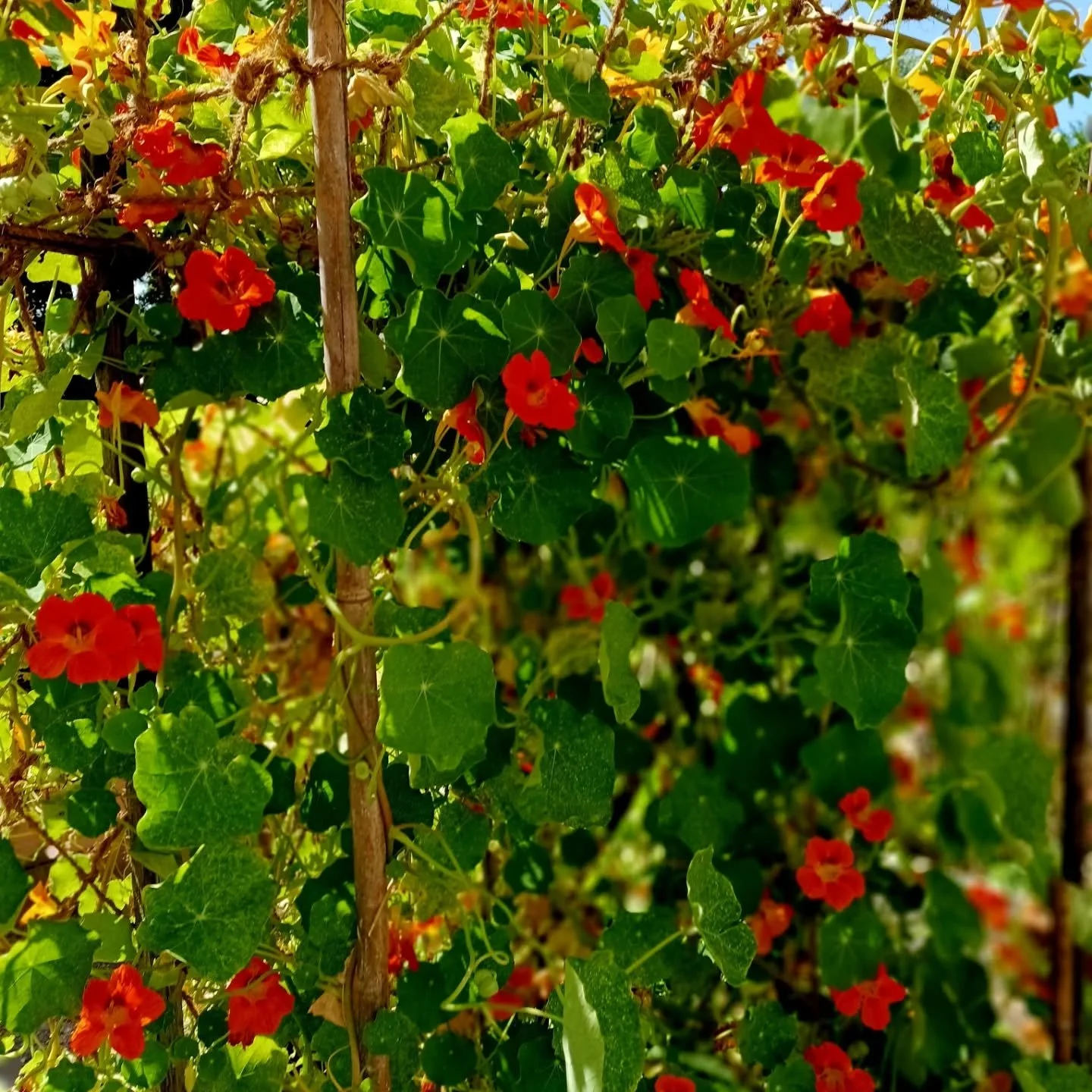 Lots of flower &amp; tree action in the garden this morning.

 Including a stunning orange flower on the pomegranate tree.

We have a few new citrus trees 🌳 too.