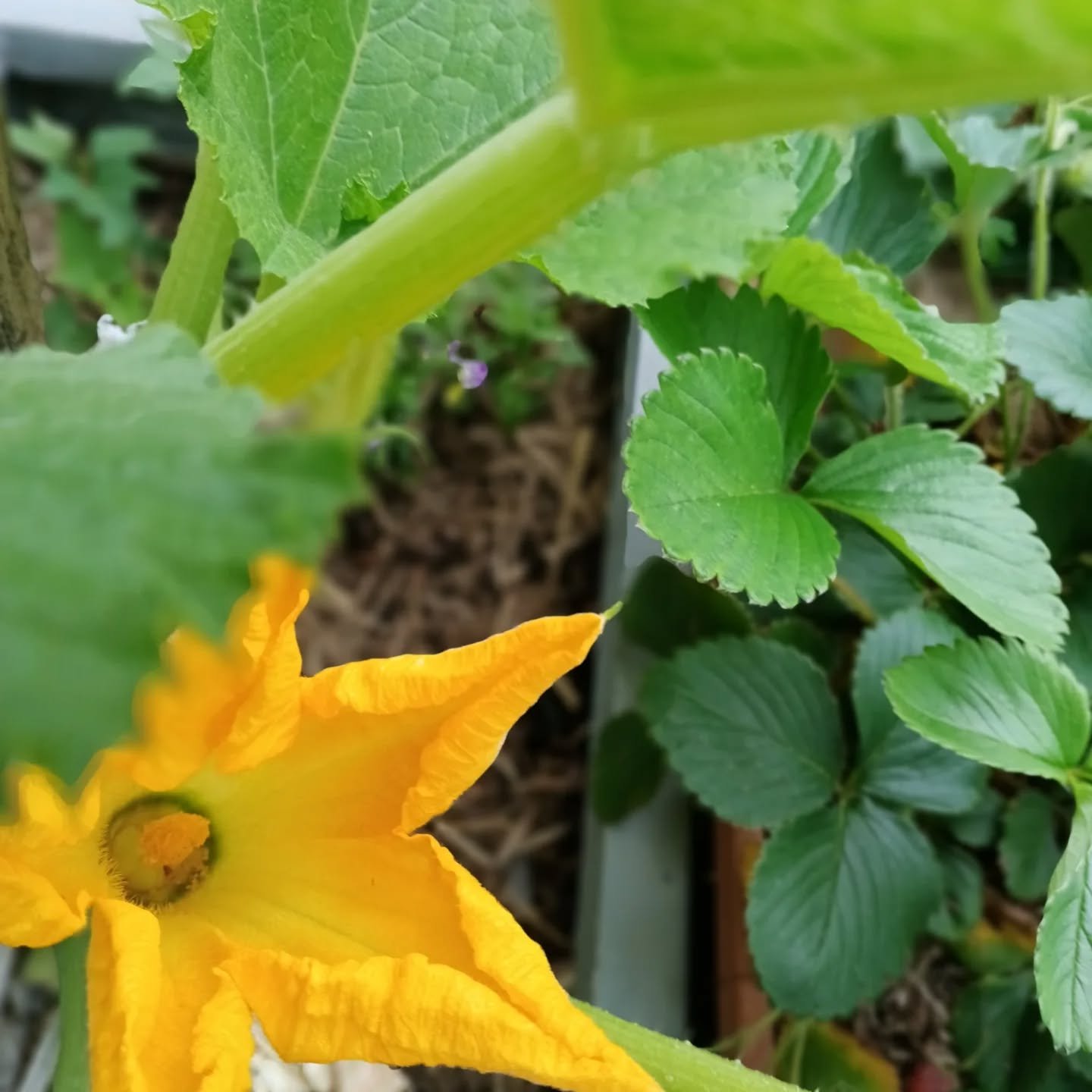 Our Spring garden is looking particularly lush right now. 

Lots of buds emerging plus flowers blooming.

🌱 Zucchini flowers

🍃 Lettuces 

💐 Sweet peas

🌼 Random Zinnia
