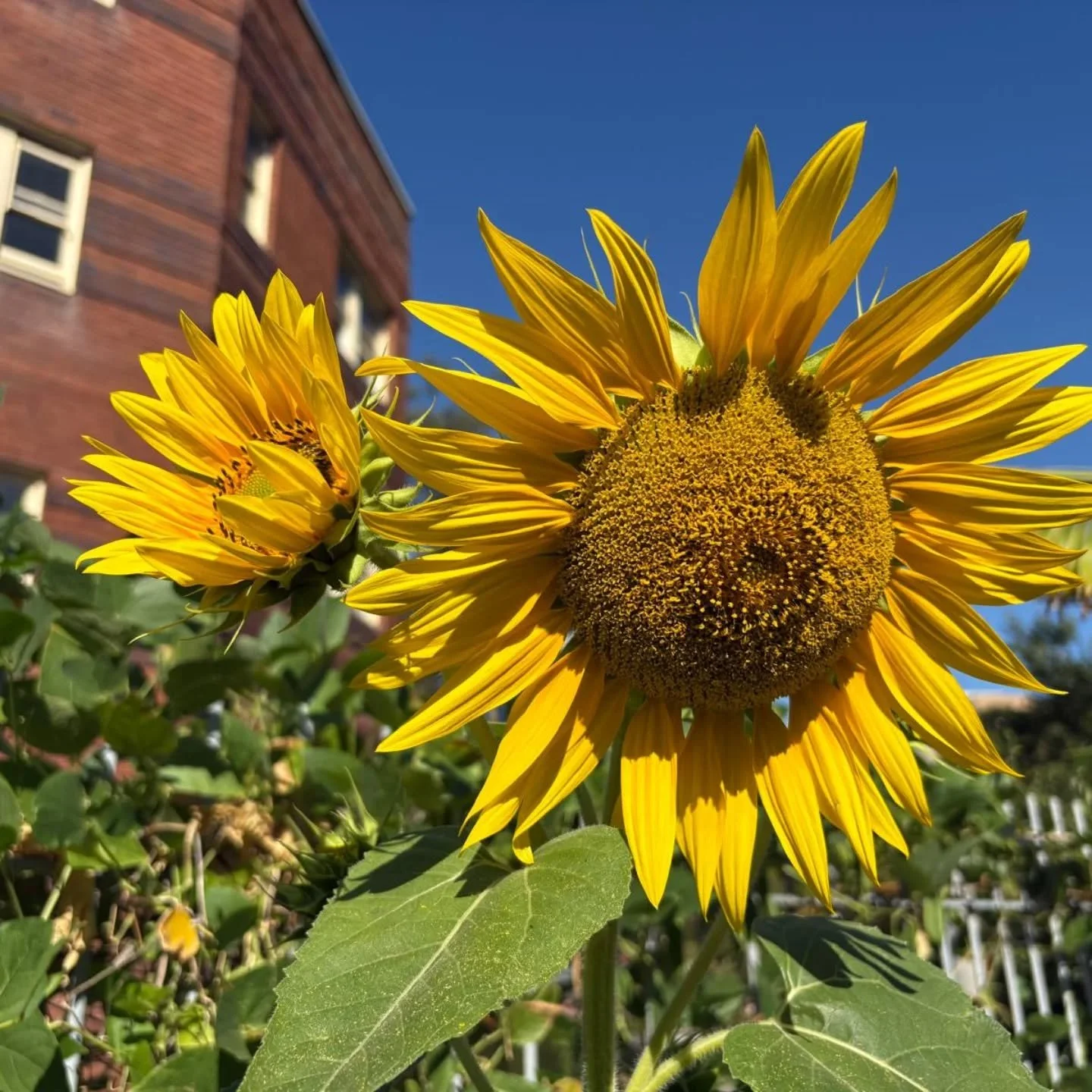 With the mercury hitting almost 43 degrees out west today in Sydney our Sunflowers are very happy!

On days like this we water the garden twice to help the plants cope with the heat.

Also sprinkling the paths, checking the ollas are full and using t