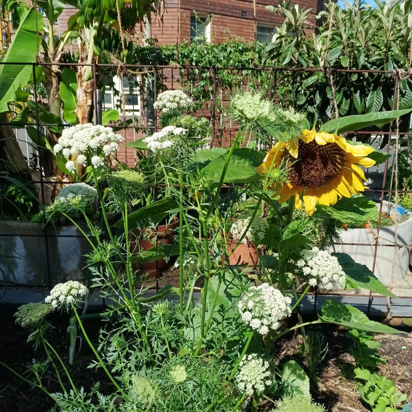 The garden is watered in preparation for a 31 degree day!

We also mulch to protect the plants root systems and water the seedlings again in the late afternoon.