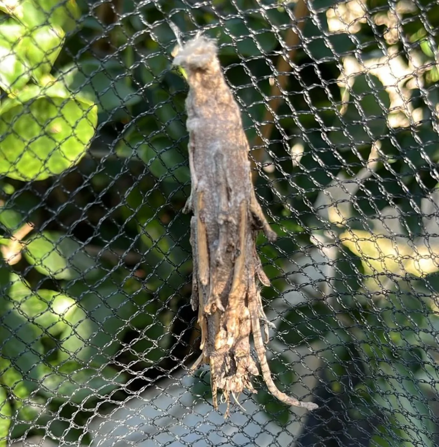 Sighted in the Potager Garden this morning: Saunders' case moth&nbsp;or the&nbsp;large bagworm&nbsp;(Metura elongatus) is a&nbsp; moth&nbsp;of the Psychidae&nbsp;family.

It is known from the eastern half of&nbsp;Australia, including Tasmania.