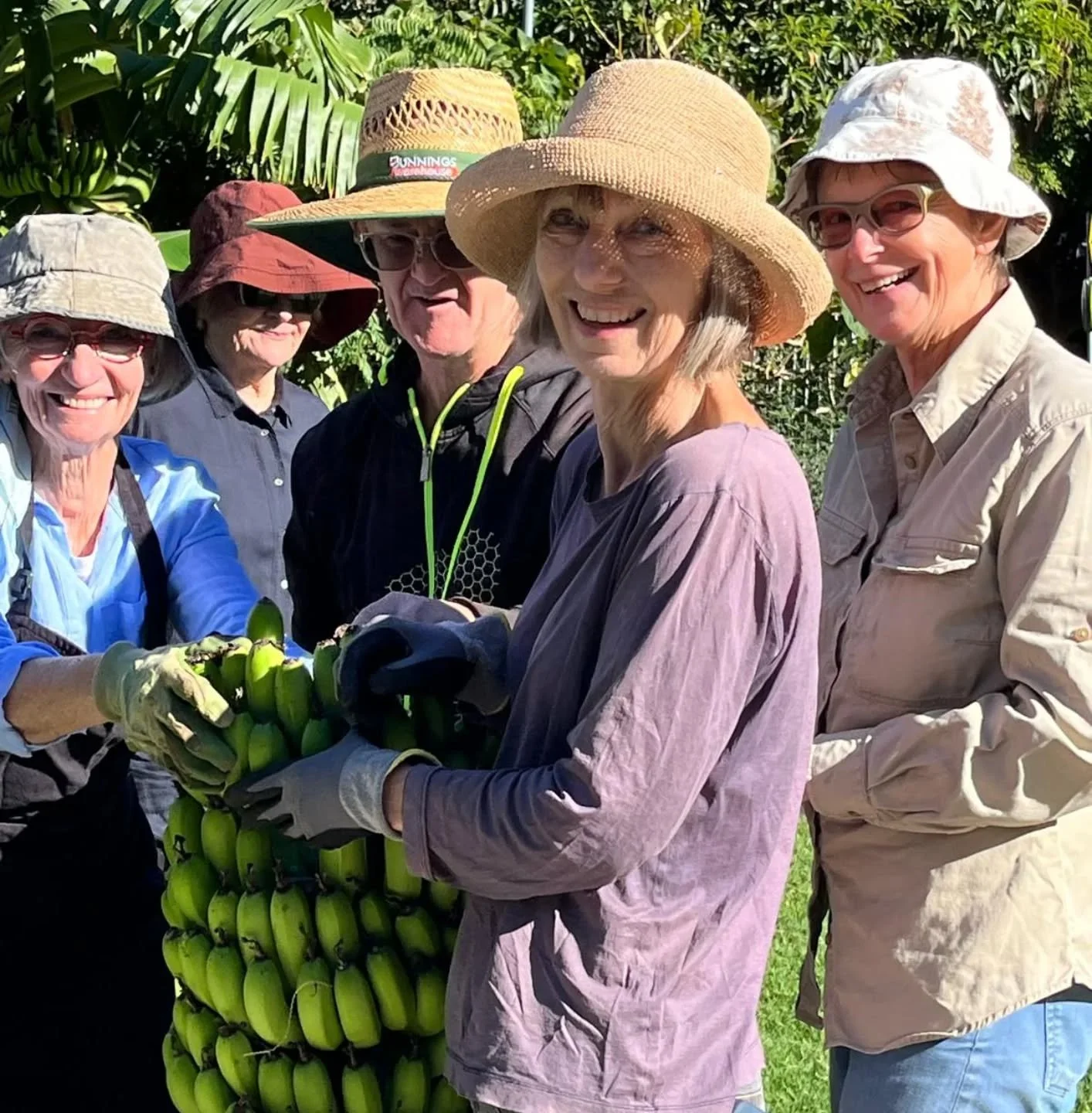 The potagers looking extremely happy with our harvest if x159 bannanas! 

Now to let them ripen into sweet fruits in a dark place. YUM!