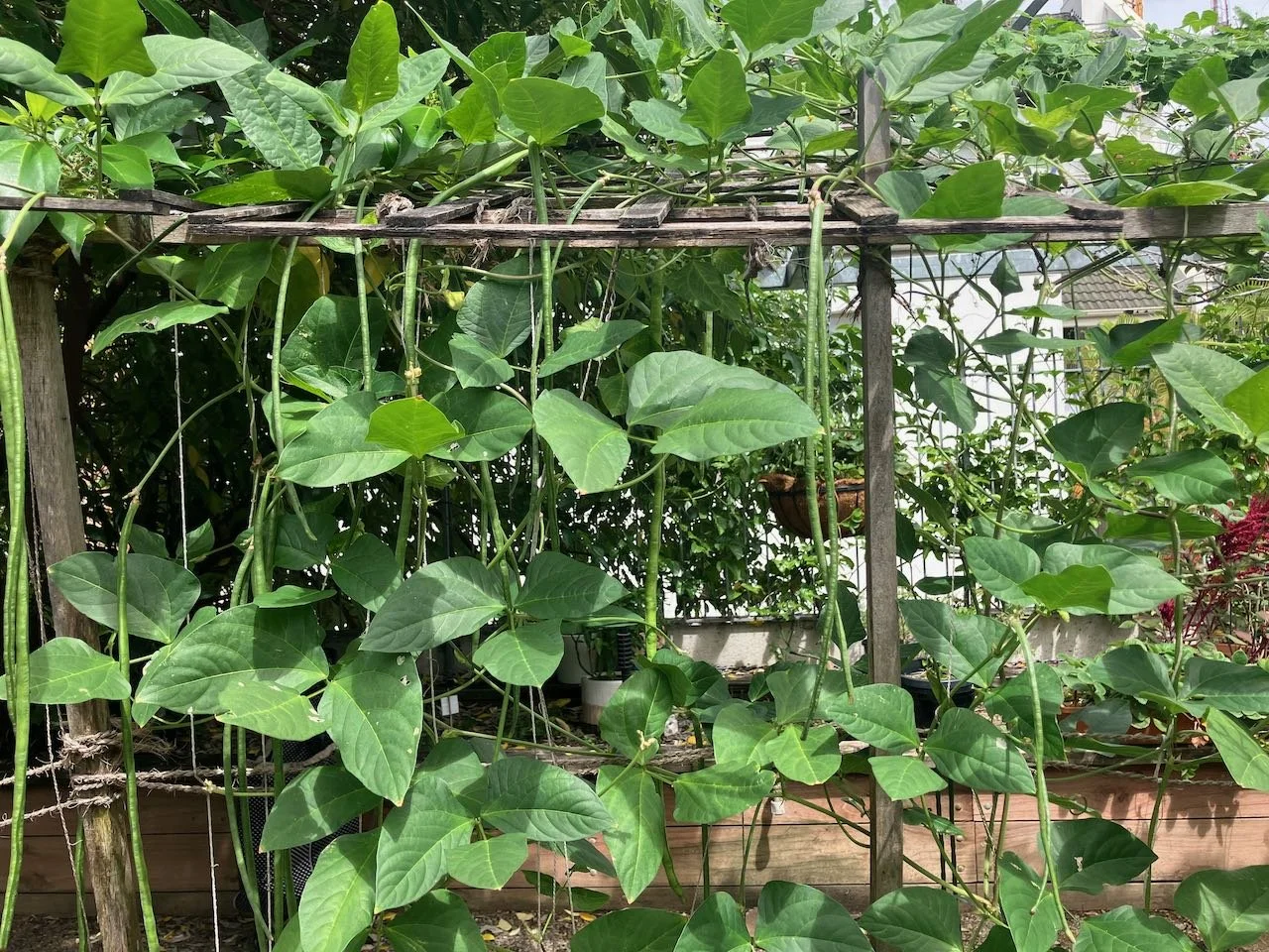 KITCHEN GARDEN – SEASONAL UPDATE – SUMMER 2025-26