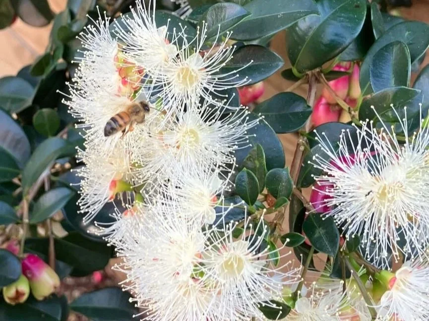 BUSH FOOD GARDEN – SEASONAL UPDATE – SUMMER 2025-26
