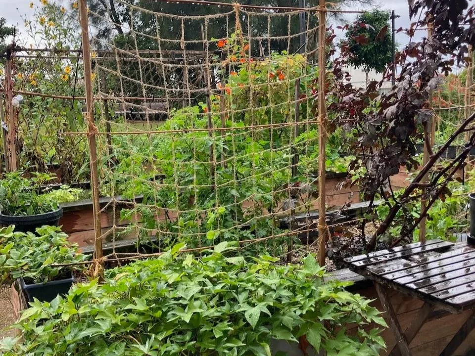 KITCHEN GARDEN – SEASONAL UPDATE – AUTUMN 2026