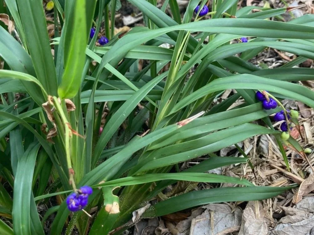 BUSH FOOD GARDEN – SEASONAL UPDATE – AUTUMN 2026