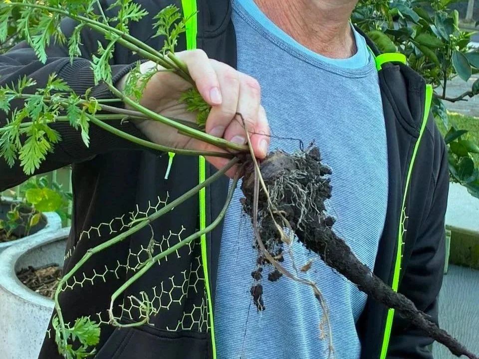 IN THE RAMBLING POTAGER GARDEN – WINTER 2026