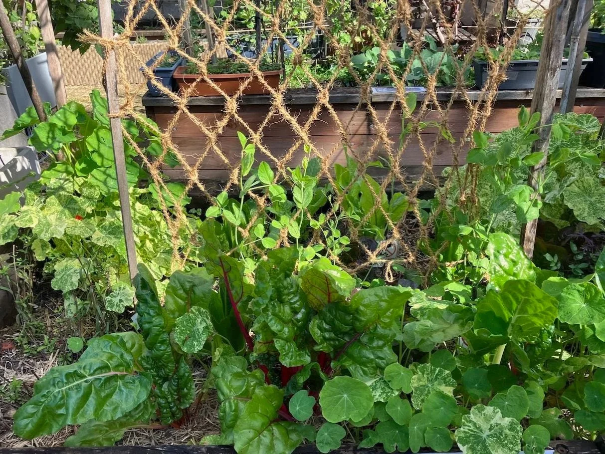 IN THE KITCHEN GARDEN – WINTER 2026 