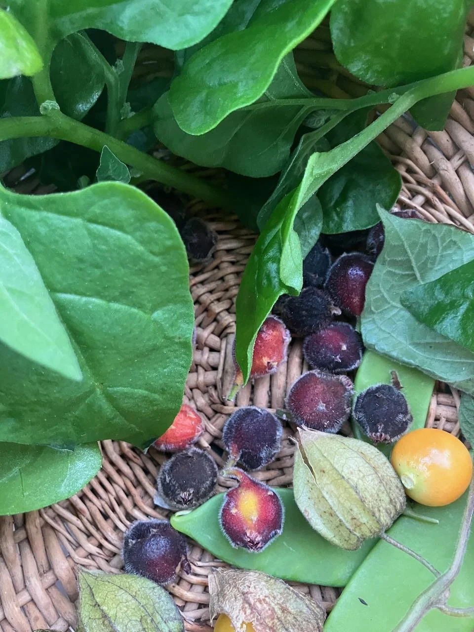 IN THE BUSH FOOD GARDEN – WINTER 2026