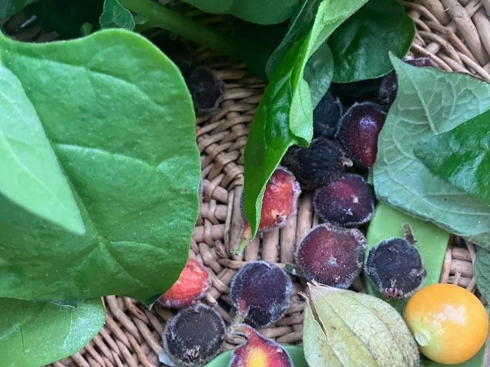 IN THE BUSH FOOD GARDEN – WINTER 2026
