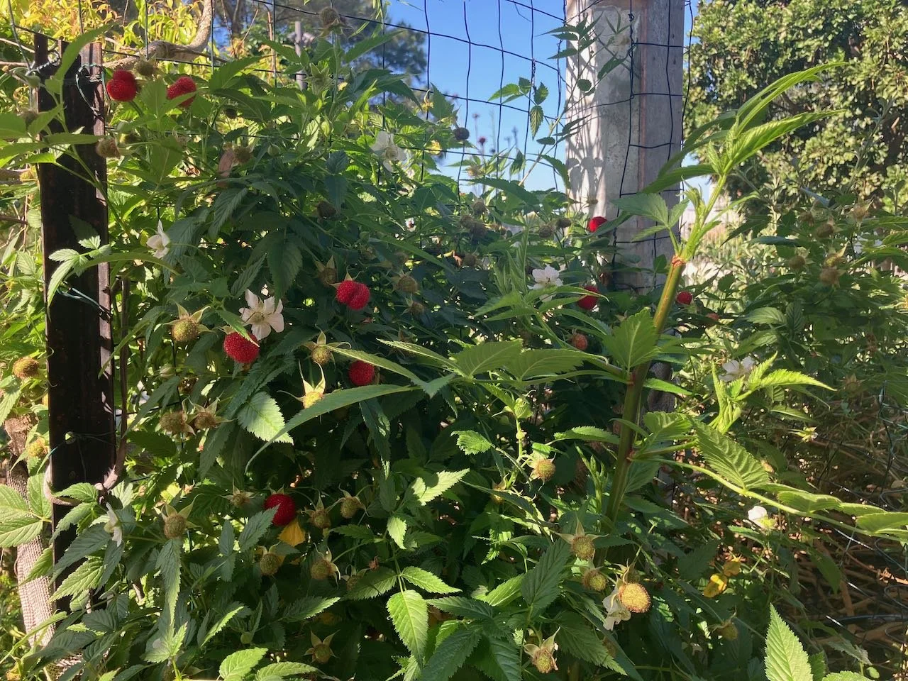 IN THE BUSH FOOD GARDEN – SPRING 2026
