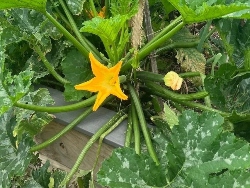 IN THE POTAGER GARDEN – SPRING 2026