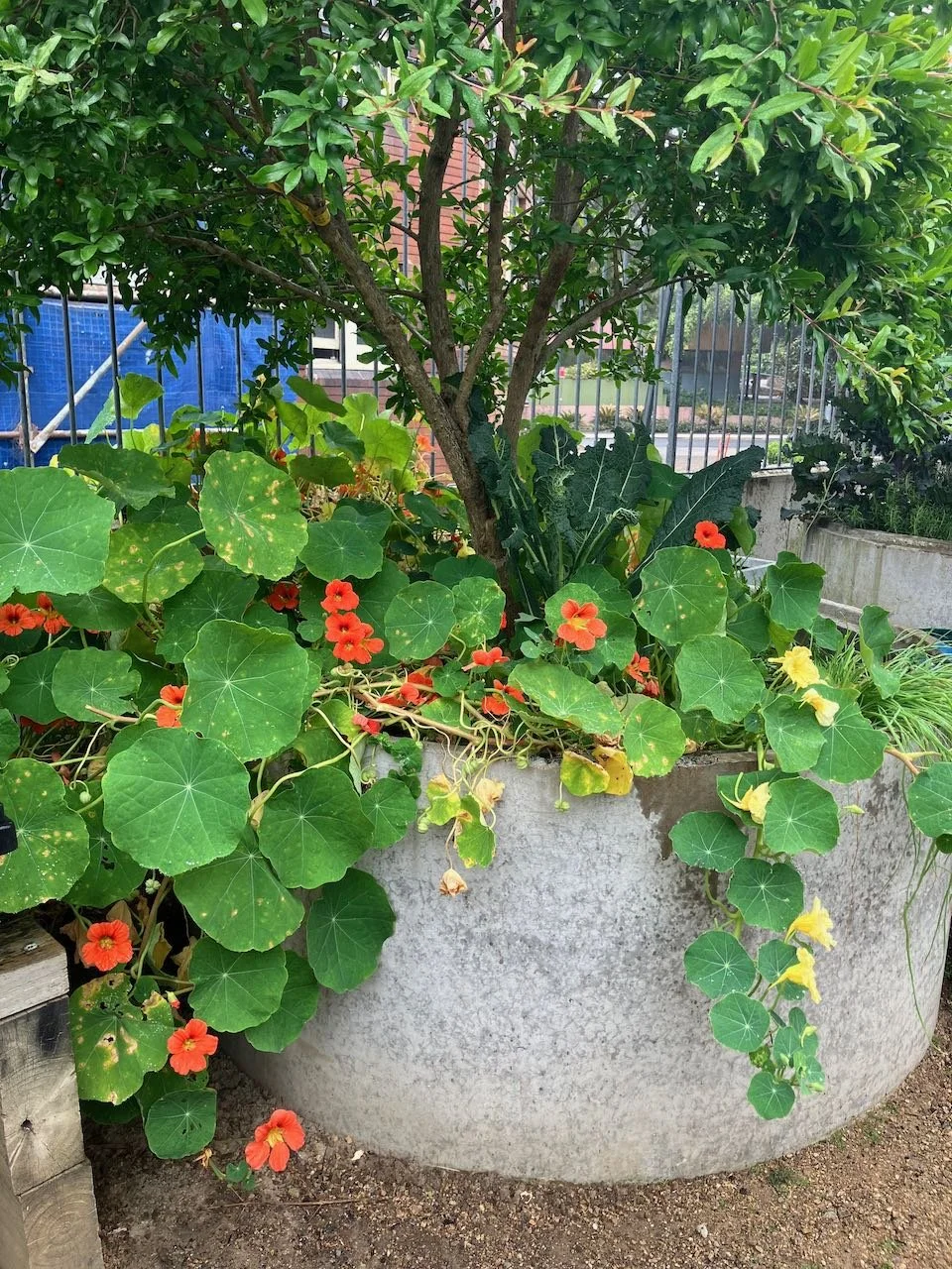 CLOSE-UP – THE COLOURFUL WORLD OF NASTURTIUMS